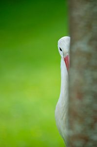 Kuckuck äh Storch ;-)