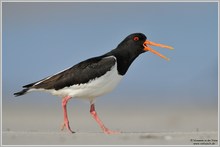 Austernfischer (Haematopus ostralegus)