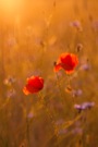 Glühendes Mohn - Aquarell...