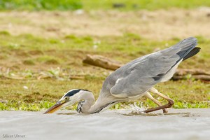 Auf der Jagd