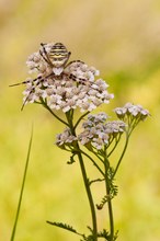 Wespenspinne (Argiope bruennichi)