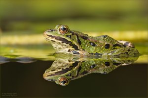 Teichfrosch