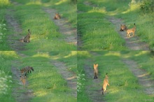 Morgentliches Treffen auf dem Waldweg