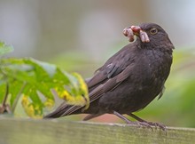 Die Frau von Charly Amsel...