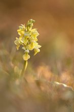 Orchis pallens