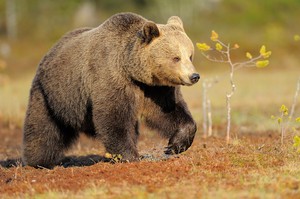 Aufstrebender Jungbär