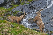 Vor dem Wasserfall