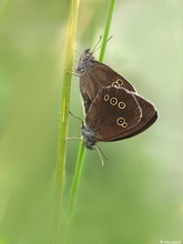 Brauner Waldvogel in trauter