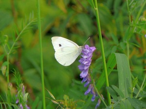 Kleiner Kohlweißling (Pieris rapae)