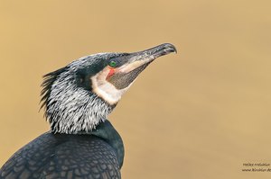 Kormoran im Porträt