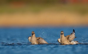 Synchronbaden oder Doppeltsehen?