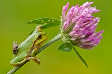 Laubfrosch mit Fliege