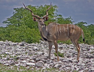 Große Kudu (Tragelaphus strepsiceros)