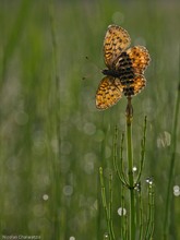 Als Ausgleich: Perlmuttfalter im Morgenlicht