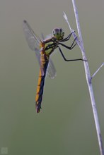 Schwarze Heidelibelle im Abendlicht