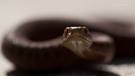 vipera berus berus