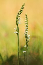 Herbst-Wendelorchis