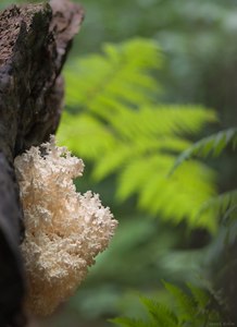 Der Ästige Stachelbart...