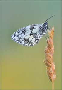 *Einen hab ich noch*