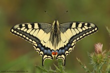 Schwalbenschwanz (Papilio machaon)