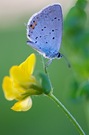 blau auf gelb