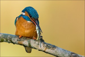 [ life of kingfishers~ 6 ]