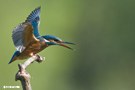 Drohgebärde einer Eisvogeldame