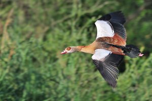 Nilgans