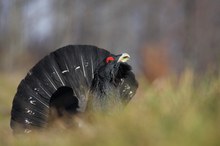 Auerhahn im Herbst