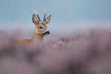 Roe deer