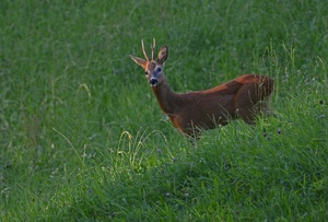 Bevor die Sonne......