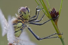 Heidelibelle im Profil