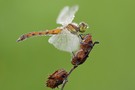 Sympetrum depressiusculum – Sumpf-Heidelibelle