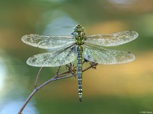 Blaugrüne Mosaikjungfer (Aeshna cyanea)