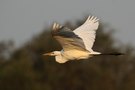 Silberreiher im Flug