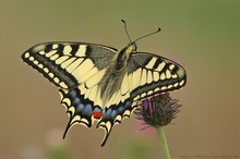 Schwalbenschwanz (Papilio machaon)