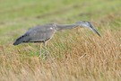 Der Stoppelfeld-Reiher