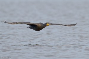 Gleitflug Kormoran