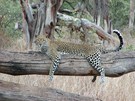 Touch the lepard - Buffalo Springs und Samburu National Reserve - Kenya