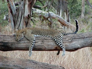 All the leopards want to cuddle with me - alle Leoparden wollen mit mir schmusen