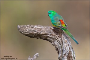 Singsittich (Psephotus haematonotus) Red-rumped Parrot