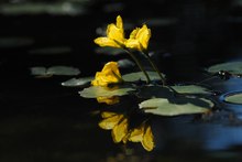 Seekanne (Nymphoides peltata)