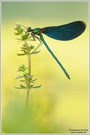 Blauflügel-Prachtlibelle (Calopteryx virgo)