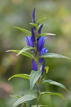 Schwalbenwurz-Enzian (Gentiana asclepiadea)