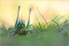 ~ Warzenbeißer (Decticus verrucivorus) ~