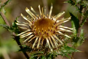 Herbstbote