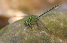 Grüne Flussjungfer