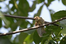 Dem Vogel ist ein einfacher Zweig lieber als ein goldener Käfig.