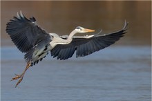 Reiher im Flug