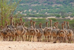 Big family - Große Familie